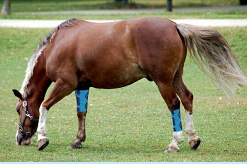 Colored Horse Waterproof Latex 4＂*5 yards Cohesive Bandage