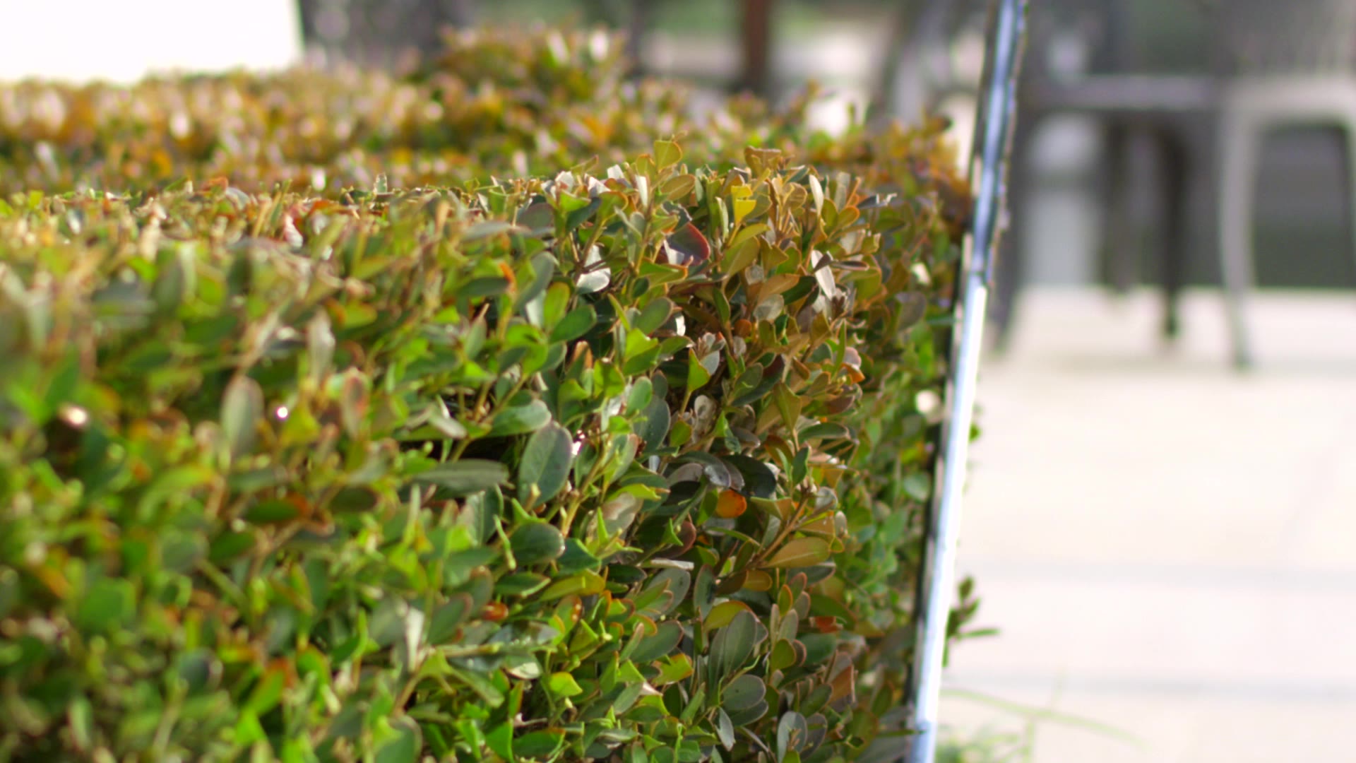 Pro 84V Cordless Hedge Trimmer