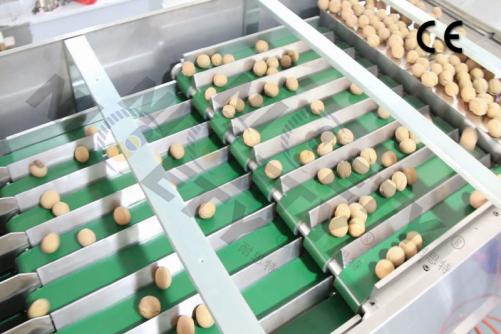 Nuts Counting and Packing Machine
