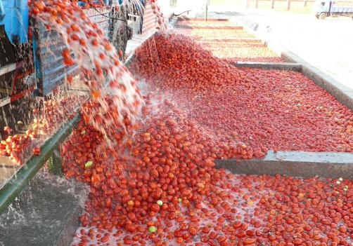 Tomato Processing Line