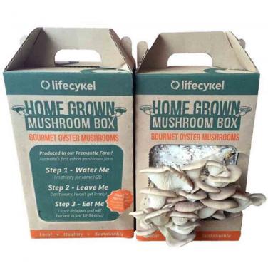 Custom Mushroom Box With Handle