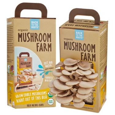 New Design Mushroom Carton