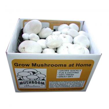 China Supplier Custom Made Mushroom Carton